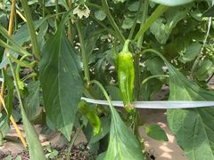 -庞各庄翠芳园西瓜蔬菜基地采摘园