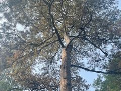 -香山公园