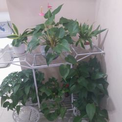 -茉屿日式美甲美睫