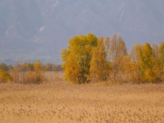 -野鸭湖国家湿地公园