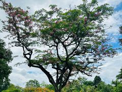 -中国科学院西双版纳热带植物园