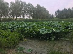 -东郊湿地公园