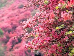 -木兰云雾山