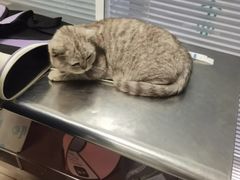 -瑞派福兴宠物医院犬猫全科·骨科·中西医结合(河东店)