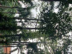-深圳仙湖植物园