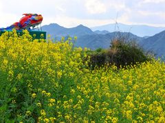 -桑洲油菜花景区