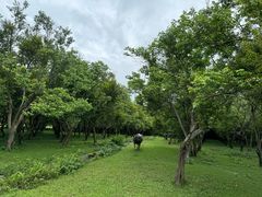 -开平碉楼文化旅游区马降龙景区