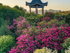 -贵州百里杜鹃风景名胜区