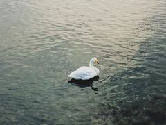 -烟墩角天鹅湖