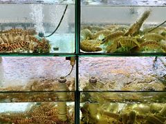 -凯华海鲜火锅·传承三十六年