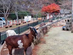 -神户市立六甲山牧场