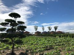 -上海崇明金茂凯悦酒店