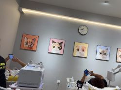 -洗脸猫·洗脸吧