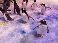 -芜湖新华联大白鲸海洋公园