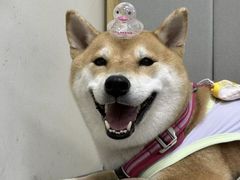 -美联众合动物医院·24h转诊中心