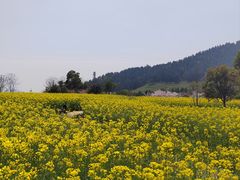 -径山花海