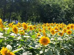 -长白岛森林公园