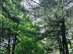 -黄椅山火山森林公园