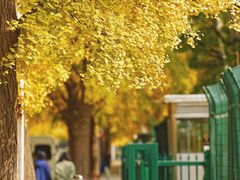 -三里屯东五街银杏大道