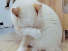 -Heymao猫咖.咖啡厅(东门店)