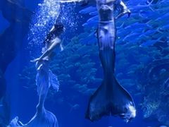 -哈尔滨波塞冬海底世界