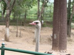 -青藏高原野生动物园