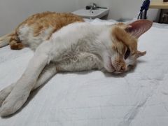 -灵美宠物诊所