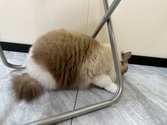 -芭比堂动物医院·24小时·眼科中心(深圳中心)