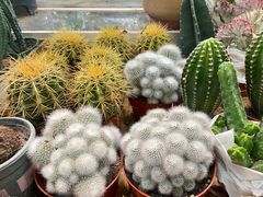 -双季花艺园艺市场(浦东店)