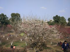-秀丽东方