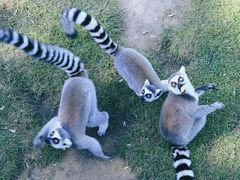 -西霞口神雕山野生动物世界