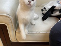 -lincat·猫舍(广州店)