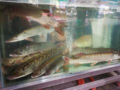 -煲来饱去冷水鱼