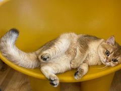 -有喵·猫咖·狗咖·30几只猫10只小狗(岗厦店)