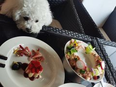-百好乐宠物友好餐厅(朝外大街店)