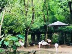 -清迈夜间动物园