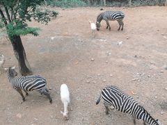 -昆明动物园