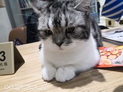 -藏猫猫咖啡主题馆(中央大道店)