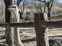 -青藏高原野生动物园