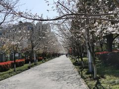 -高东镇樱花园