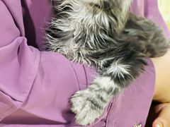 -70cat德文卷毛猫·缅因猫纯种猫舍