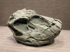 -自贡恐龙博物馆