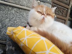 -喵屿·大理花园猫咖