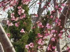 -桃花堤公园