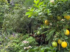 -桂林市花鸟市场