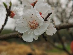 -麦当劳(武商建二店)