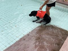 -帕帕拉兹宠物(亚洲旗舰店)