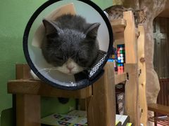 -猫猫幼稚园·撸猫·桌游·电玩
