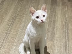 -奈斯宠物医院·核磁CT·异宠专科·内镜(中南店)