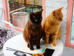 -喵屿·大理花园猫咖